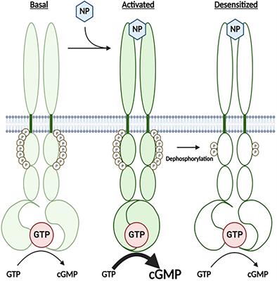 Vicinal glutamates are better phosphomimetics: Phosphorylation is required for allosteric activation of guanylyl cyclase-A